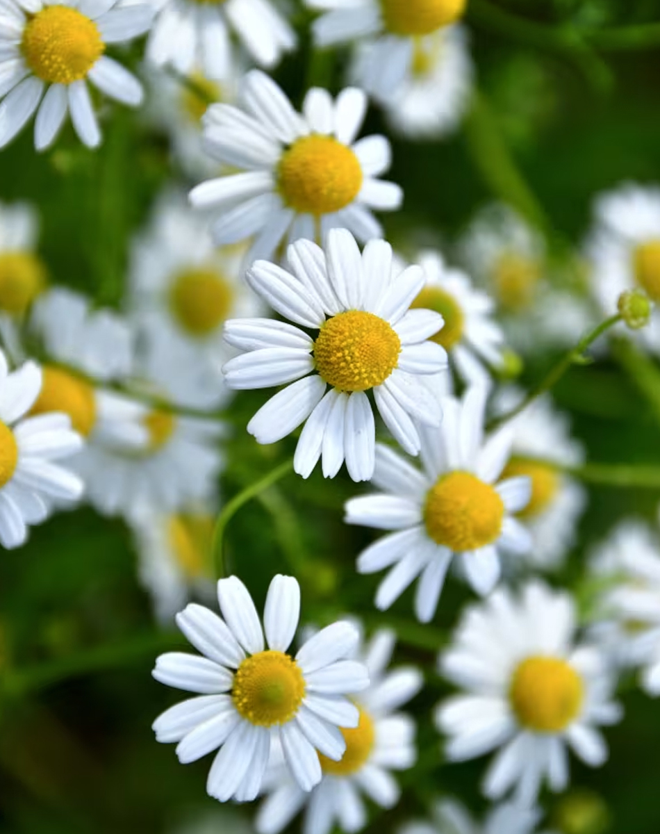 Camomille