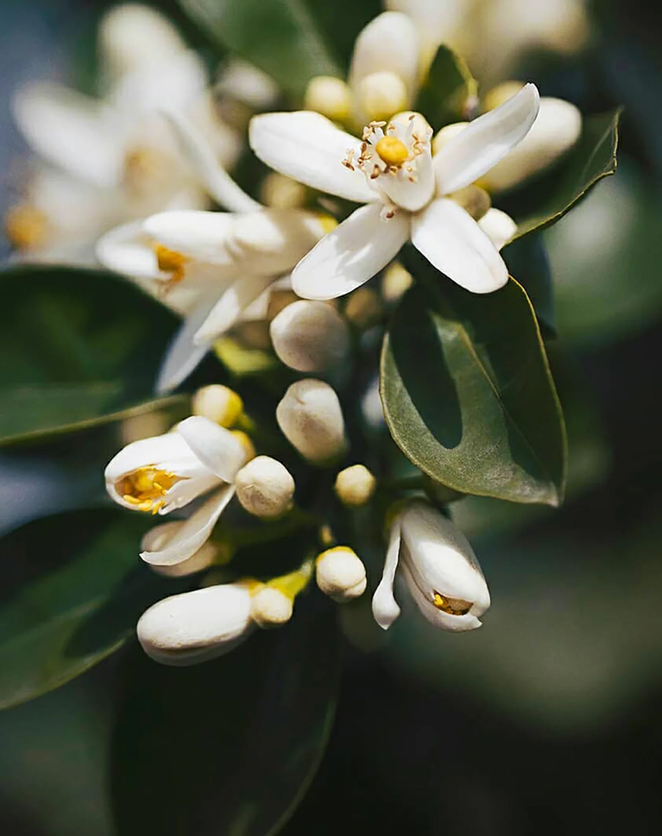 Fleur d'Oranger