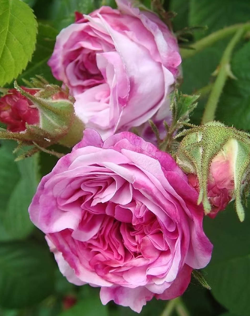 Rose de Damas