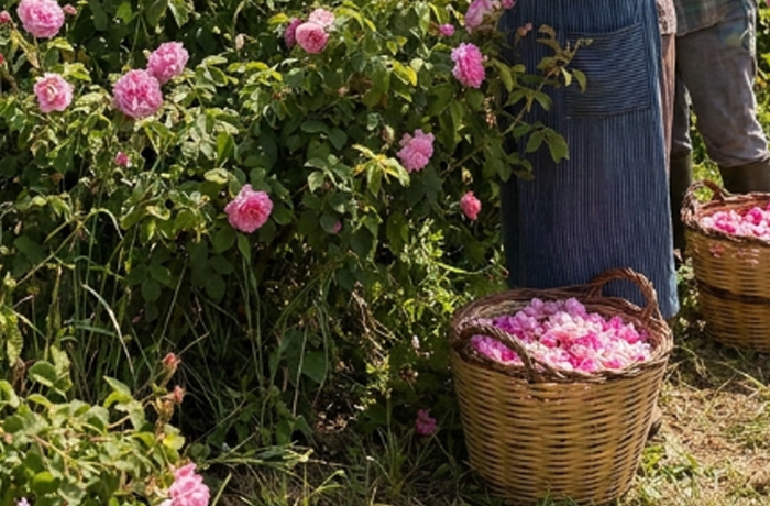 Cueillette de fleurs à l'aube